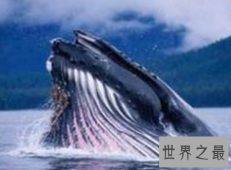 【图】鲸的图片据说鲸鱼竟然会集体自杀真的么