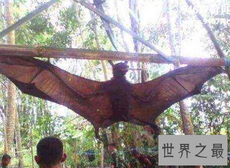 【图】猪脸大蝙蝠嗜血成性最凶狠的蝙蝠之一