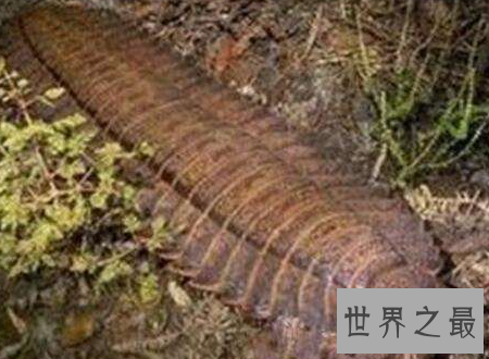 【图】远古蜈蚣虫巨型远古生物站起来比姚明还高
