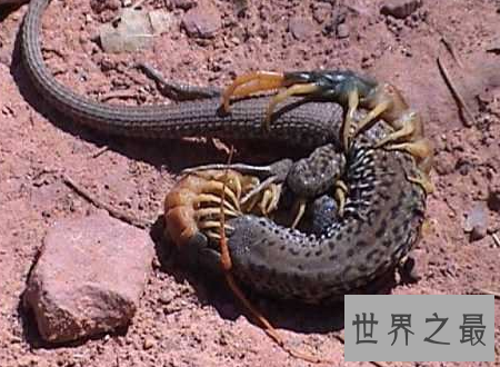 【图】远古蜈蚣虫巨型远古生物站起来比姚明还高