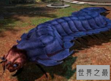 【图】远古蜈蚣虫巨型远古生物站起来比姚明还高