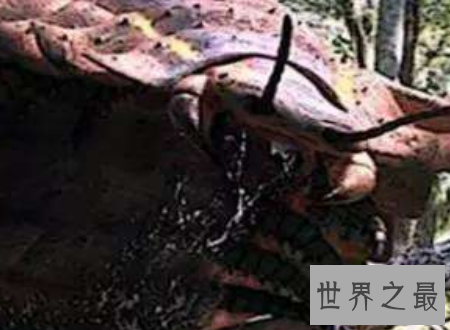 【图】远古蜈蚣虫巨型远古生物站起来比姚明还高