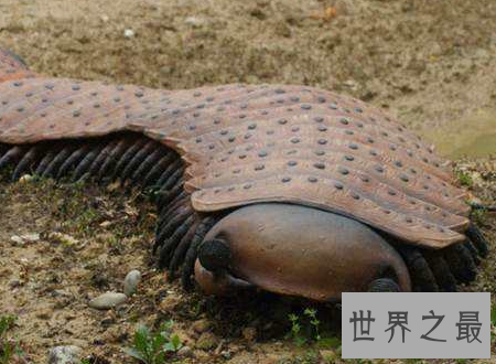 【图】远古蜈蚣虫巨型远古生物站起来比姚明还高
