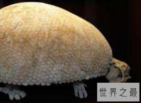 【图】雕齿兽犰狳的先人现代人类的猎杀指标之一