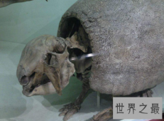 【图】雕齿兽犰狳的祖先古代人类的猎杀目标之一