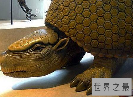 【图】雕齿兽犰狳的先人现代人类的猎杀指标之一