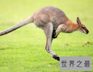 【图】小仙女的最爱 毛绒玩具的原型毛茸茸的世界之最