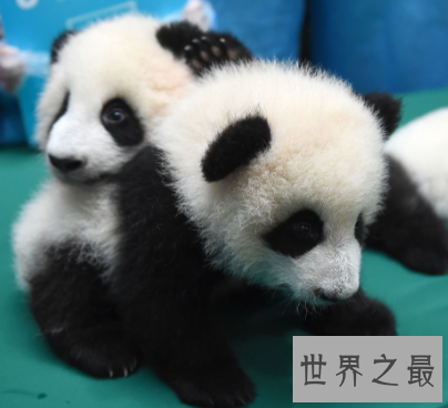 【图】小仙女的最爱 毛绒玩具的原型毛茸茸的世界之最