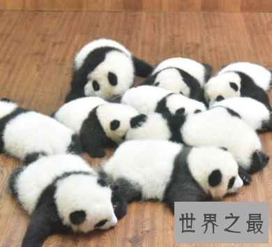 【图】小仙女的最爱 毛绒玩具的原型毛茸茸的世界之最