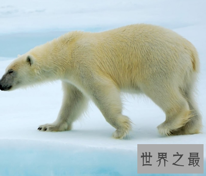 【图】小仙女的最爱 毛绒玩具的原型毛茸茸的世界之最