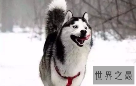 【图】会对你咧嘴笑的smile dog也太太太可恶了吧