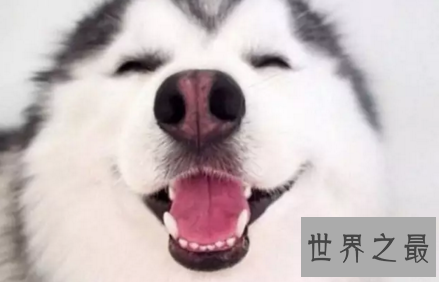 【图】会对你咧嘴笑的smile dog也太太太可恶了吧