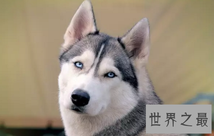 【图】会对你咧嘴笑的smile dog也太太太可恶了吧