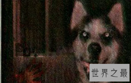 【图】会对你咧嘴笑的smile dog也太太太可恶了吧