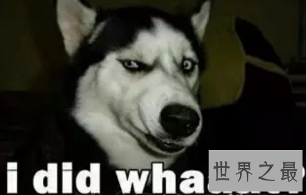 【图】会对你咧嘴笑的smile dog也太太太可恶了吧