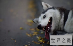 【图】会对你咧嘴笑的smile dog也太太太可爱了吧
