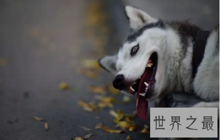 【图】会对你咧嘴笑的smile dog也太太太可恶了吧