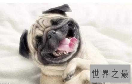 【图】会对你咧嘴笑的smile dog也太太太可恶了吧