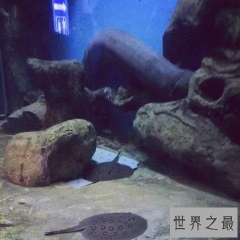 【图】电鳗能电死人吗 知道假相的我决议见到电鳗就远