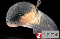 【图】电鳗能电死人吗 知道真相的我决定见到电鳗就远