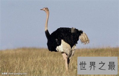 【图】世界上最大的鸟竟然是这货 我都没想到