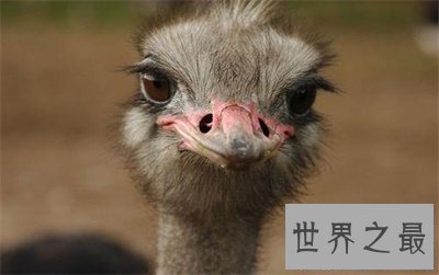 【图】世界上最大的鸟竟然是这货 我都没想到