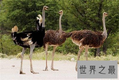 【图】世界上最大的鸟竟然是这货 我都没想到