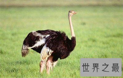 【图】世界上最大的鸟竟然是这货 我都没想到