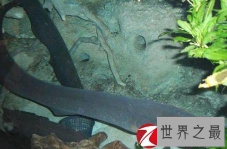 【图】电鳗能电死人吗 知道假相的我决议见到电鳗就远