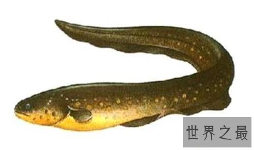 【图】电鳗能电死人吗 知道假相的我决议见到电鳗就远