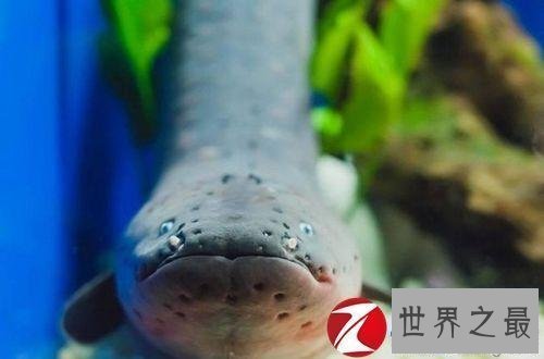 【图】电鳗能电死人吗 知道假相的我决议见到电鳗就远