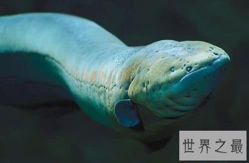 【图】电鳗能电死人吗 知道假相的我决议见到电鳗就远