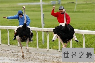 【图】世界上最大的鸟竟然是这货 我都没想到