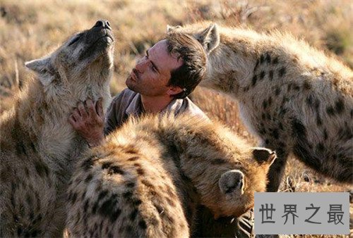 【图】非洲鬣狗可谓世界上最厉害的狗 但却天生具备很