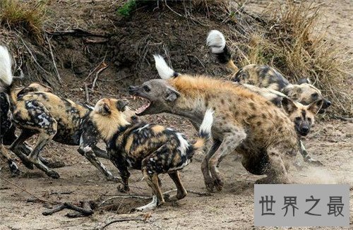 【图】非洲鬣狗可谓世界上最厉害的狗 但却天生具备很