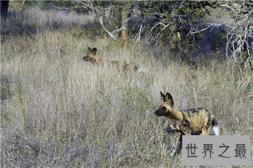【图】非洲鬣狗可谓世界上最厉害的狗 但却天生具备很