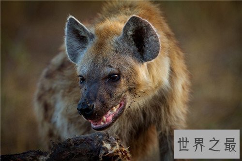 【图】非洲鬣狗可谓世界上最厉害的狗 但却天生具备很
