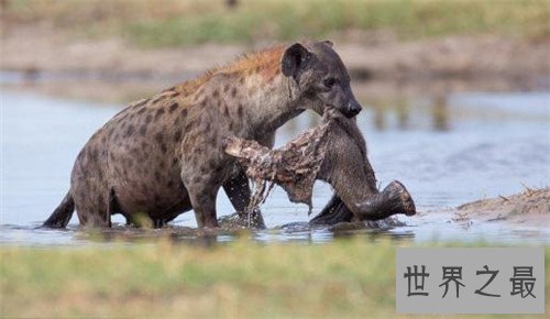【图】非洲鬣狗可谓世界上最厉害的狗 但却天生具备很