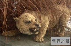 【图】桑给巴尔豹的生态与习性介绍 传说被巫师驯化做