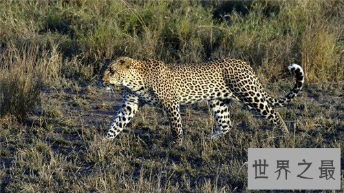 【图】桑给巴尔豹的生态与习性引见 传说被巫师驯化做