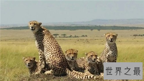 【图】桑给巴尔豹的生态与习性引见 传说被巫师驯化做