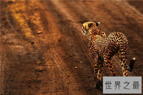 【图】桑给巴尔豹的生态与习性引见 传说被巫师驯化做