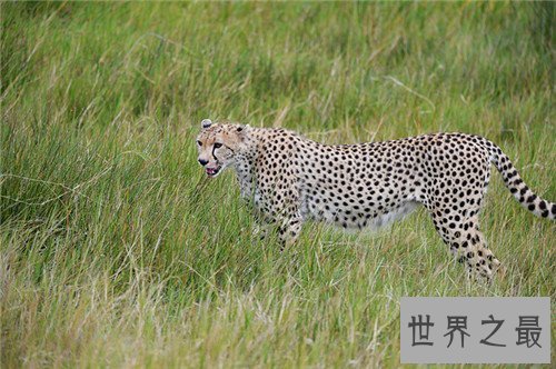 【图】桑给巴尔豹的生态与习性引见 传说被巫师驯化做