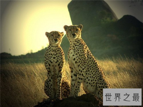 【图】桑给巴尔豹的生态与习性引见 传说被巫师驯化做