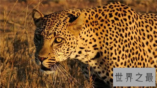 【图】桑给巴尔豹的生态与习性引见 传说被巫师驯化做