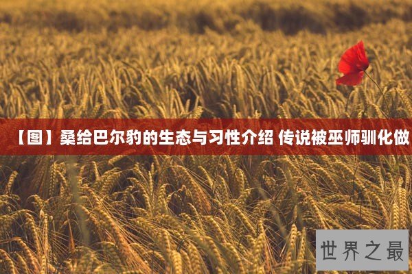 【图】桑给巴尔豹的生态与习性介绍 传说被巫师驯化做