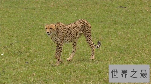 【图】桑给巴尔豹的生态与习性引见 传说被巫师驯化做