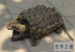 【图】真鳄龟是体型最大的淡水龟 凶猛外表下一颗胆小