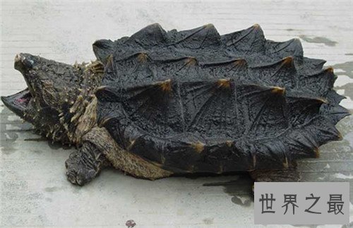 【图】真鳄龟是体型最大的咸水龟 厉害表面下一颗胆怯