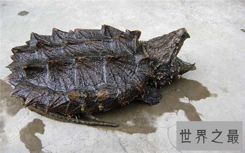 【图】真鳄龟是体型最大的咸水龟 厉害表面下一颗胆怯